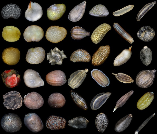 rows of seeds in microscopic view